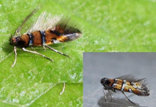 Réf. 330 293 : Phyllonorycter schreberella